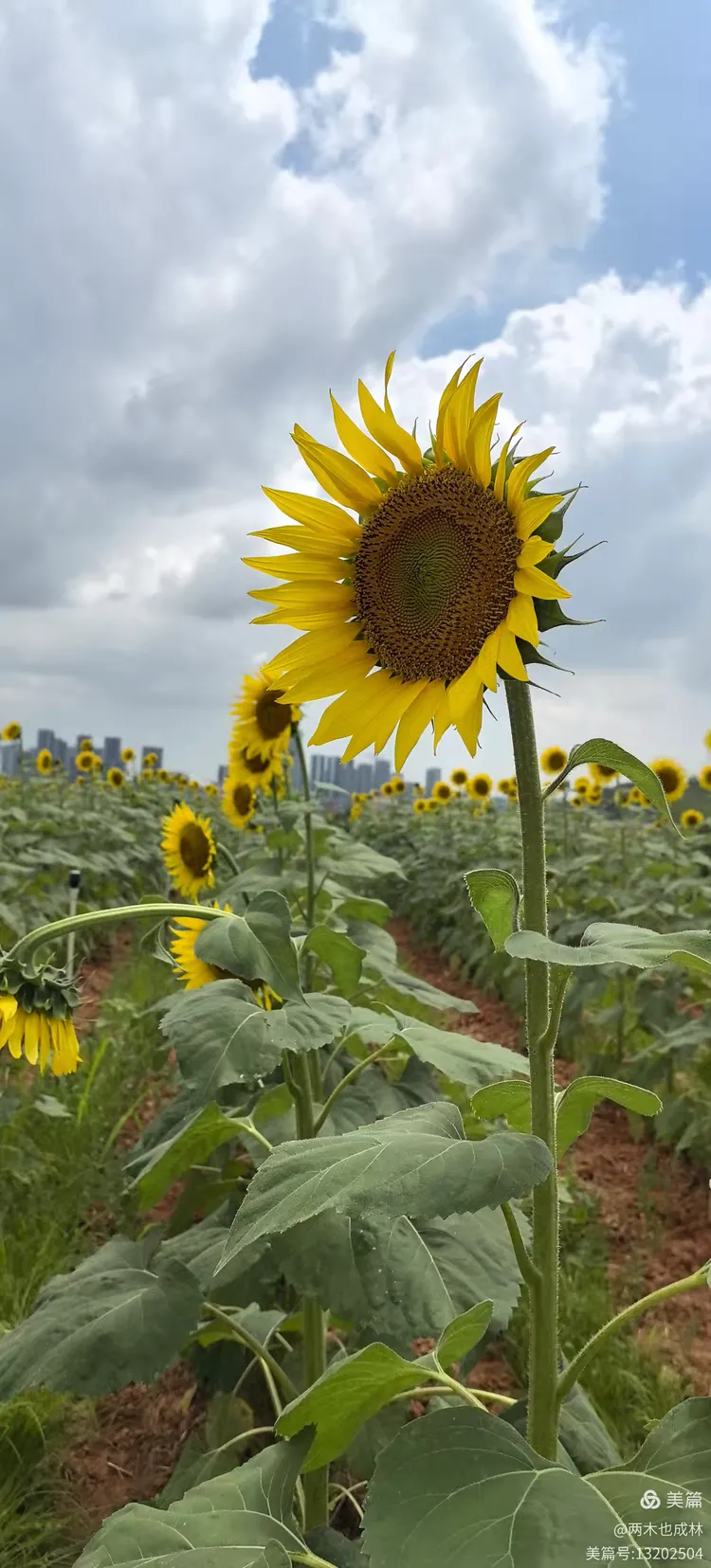 花开向阳欢乐行